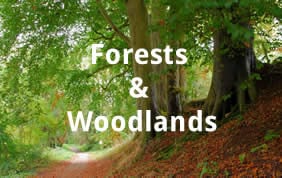 Forests and Woodlands