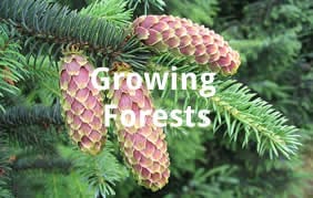 Growing Forests