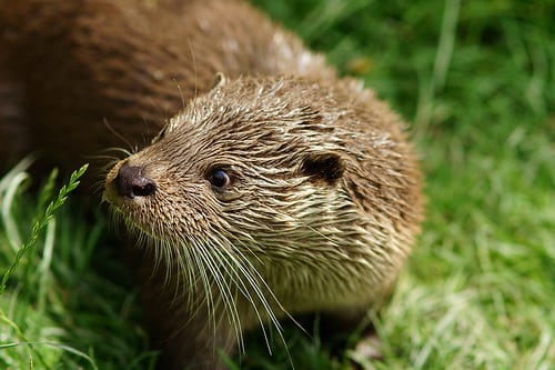 Protected Species and Habitats - Forestry Focus Protected Species and Habitats - Forestry Focus